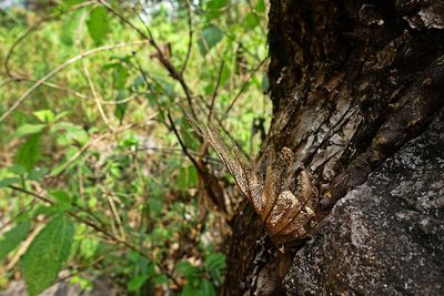 Close-up of lizard on tree trunk