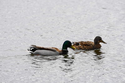 Side view of mallard ducks swimming in lake