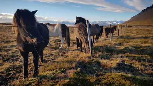 Horses in a field