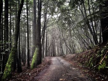 Road passing through forest