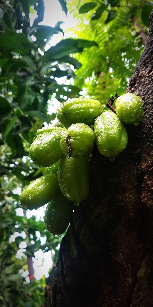 CLOSE-UP OF FRESH FRUITS ON TREE