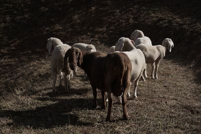 Sheep grazing on field