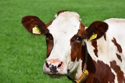 Portrait of cow on grass