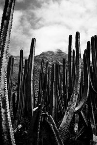 Close-up of succulent plant against sky