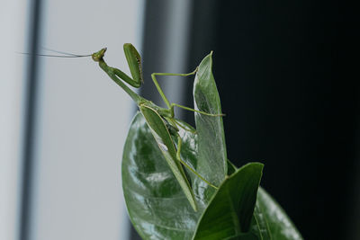 Close-up of grasshopper on plant