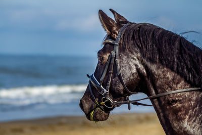 Side view of an animal on land