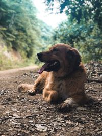 Dog sitting on field