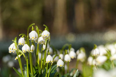 Close-up of white flowering plant on field