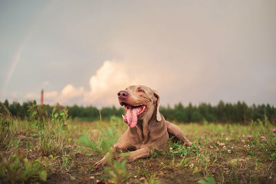 Dog in a field