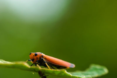 Close-up of ladybug on leaf