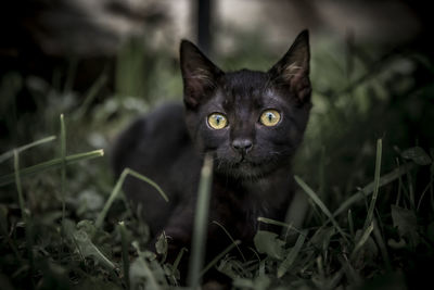 Close-up portrait of black cat on field