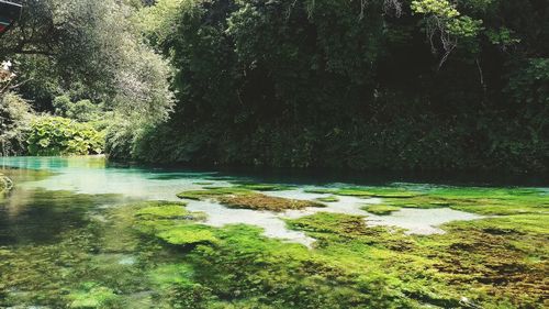 Scenic view of river in forest