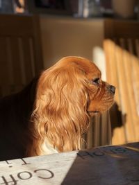 Cavalier king charles spaniel sun and shade