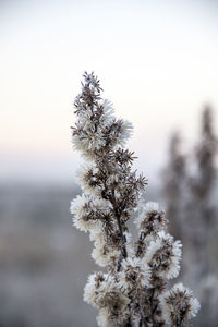 Close-up of flowering plant against sky during winter