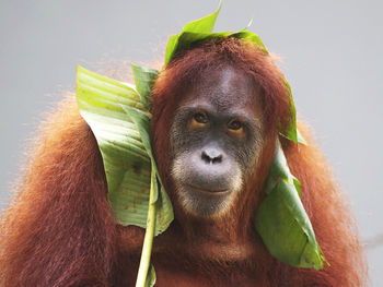 Close-up portrait of a monkey