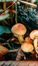 Close-up of mushrooms growing on field