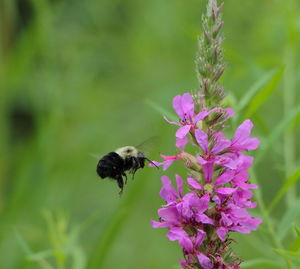 Bee pollinating on purple flower