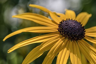 Close-up of yellow flower