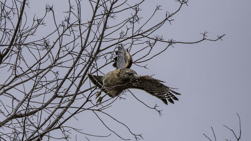 Low angle view of bird perching on bare tree against sky