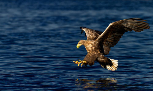 Close-up of eagle flying over sea