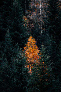 Illuminated christmas tree in forest during autumn
