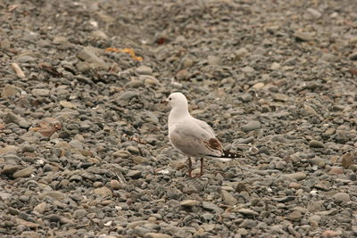 High angle view of seagull perching on land