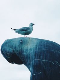 Low angle view of seagull perching on statue against sky