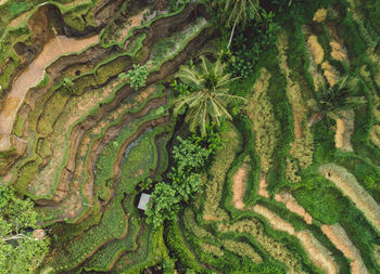 High angle view of vineyard