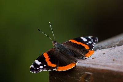 Close-up of butterfly perching on leaf