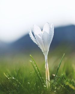 Close-up of wet plant on field
