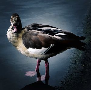 Close-up of bird standing on beach