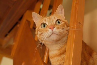 Ginger domestic cat on a wooden staircase.