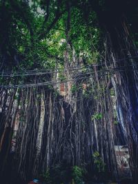 Low angle view of bamboo trees in forest