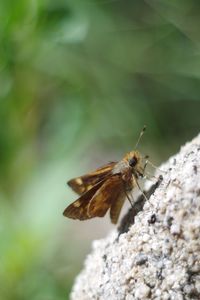 Close-up of butterfly on plant