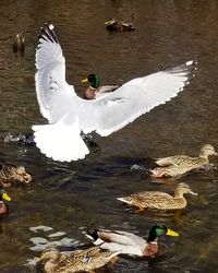 Swans and ducks in lake