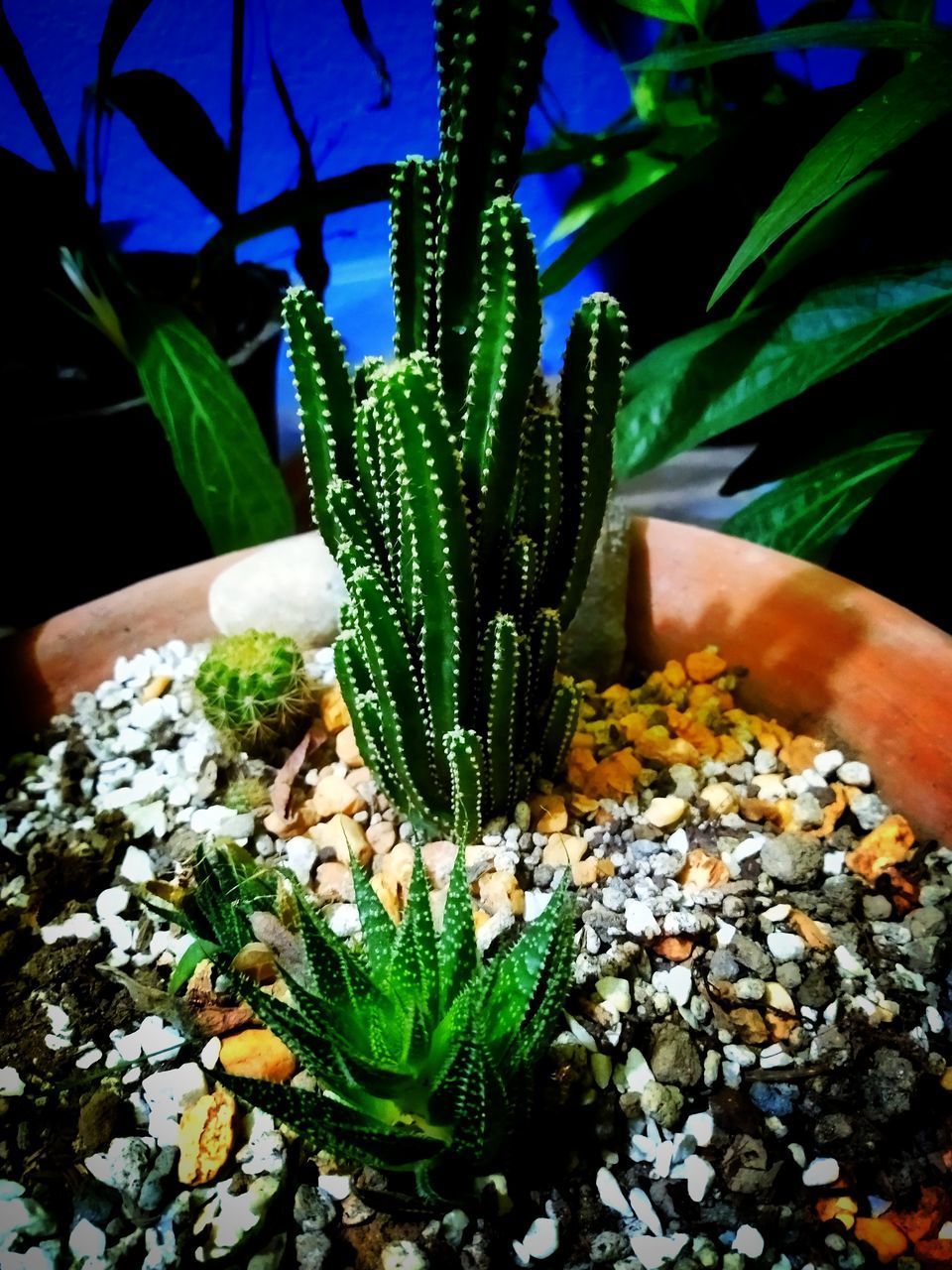 HIGH ANGLE VIEW OF SUCCULENT PLANT IN POT