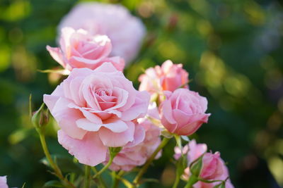 Close-up of pink rose