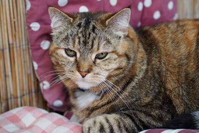 Close-up of a cat resting on bed