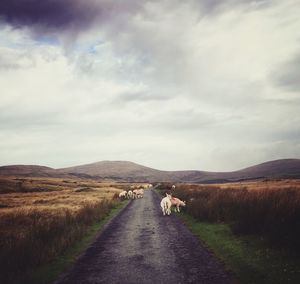 Rear view of dog walking on landscape