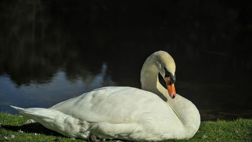 Swan floating on lake