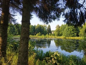 Scenic view of lake in forest