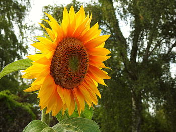 Close-up of yellow sunflower