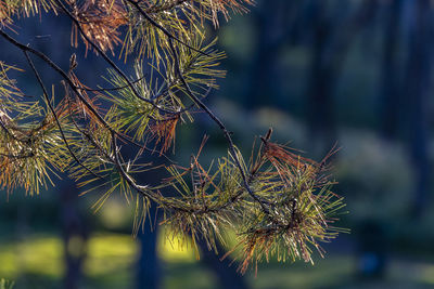 Close-up of plant