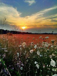 Scenic view of field against sky at sunset