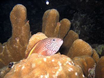 Close-up of fishes swimming in sea
