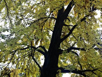 Low angle view of tree against sky