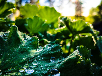 Close-up of raindrops on leaves