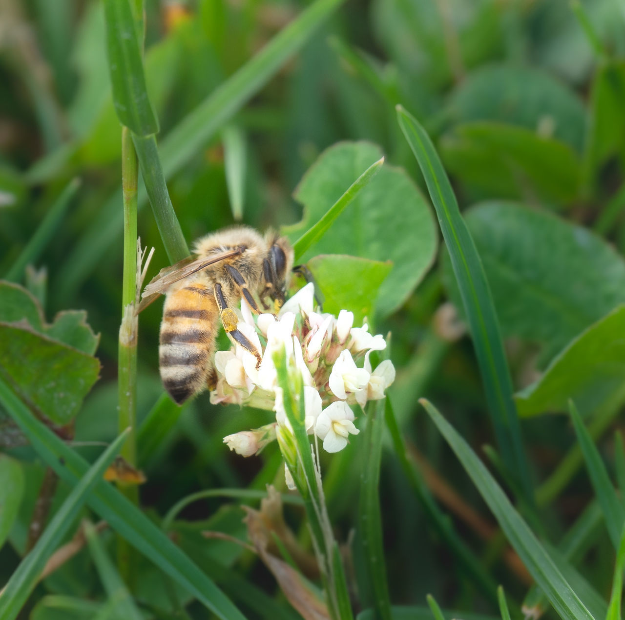 CLOSE-UP OF INSECT ON FLOWER