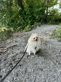 animal