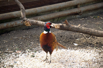 Full length of a bird on field